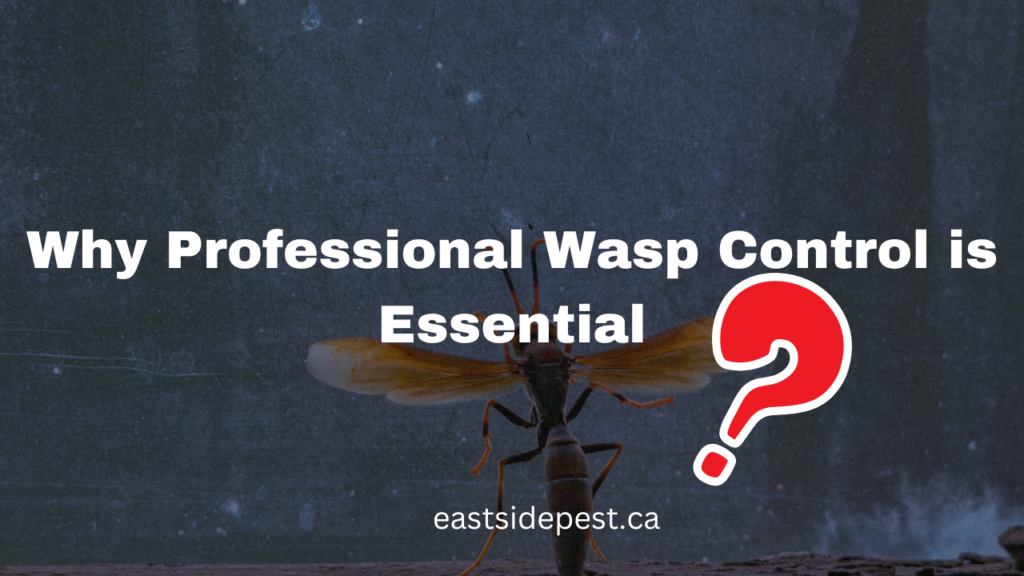 Why Professional Wasp Control is Essential