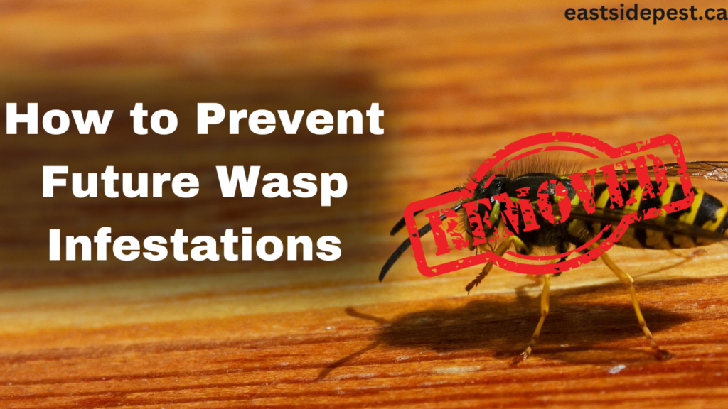 How to Prevent Future Wasp Infestations