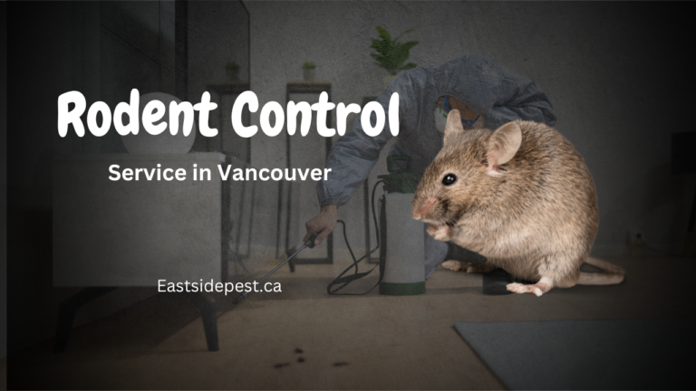 Rodent Control Service in Vancouver's