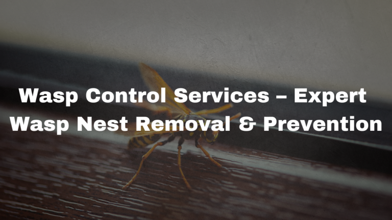 Wasp Control Services – Expert Wasp Nest Removal & Prevention