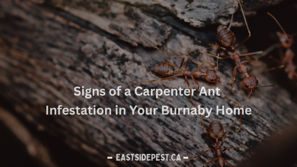 7 Signs of Carpenter Ant Infestation in Burnaby | Eastside