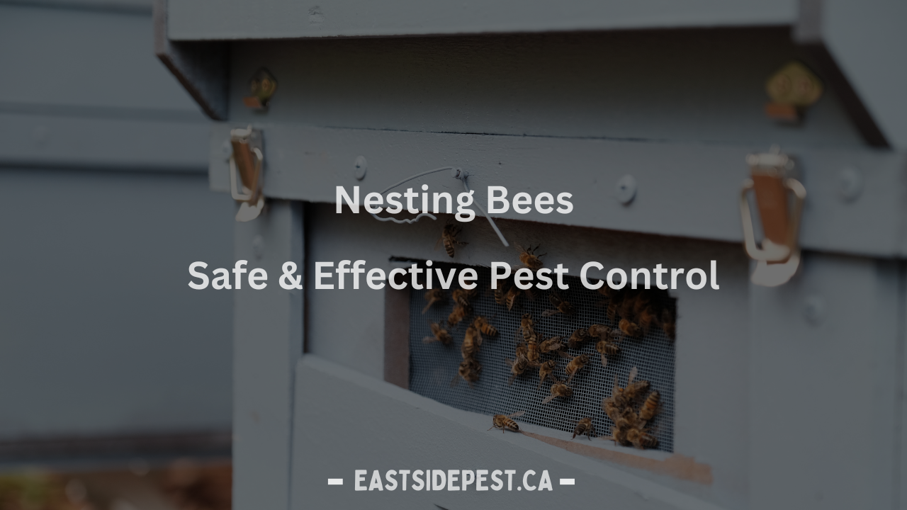 How to Get Rid of Ground Nesting Bees | Eastside Pest Control