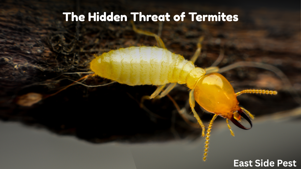 The Hidden Threat of Termites | Termite Control Vancouver by EastSide Pest Control