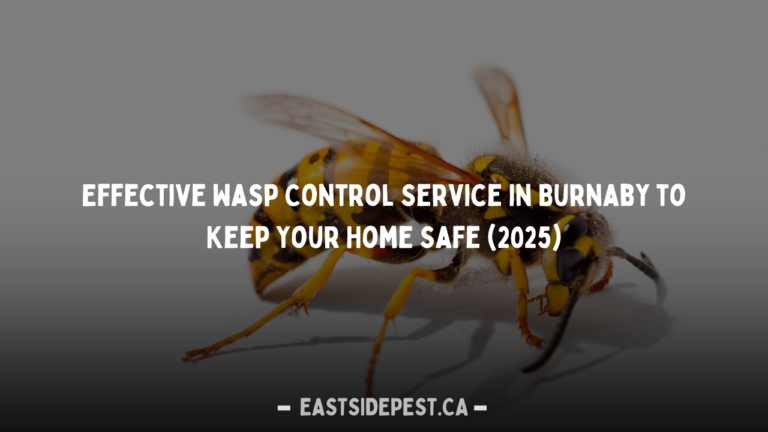Effective Wasp Control Service in Burnaby to Keep Your Home Safe (2025)