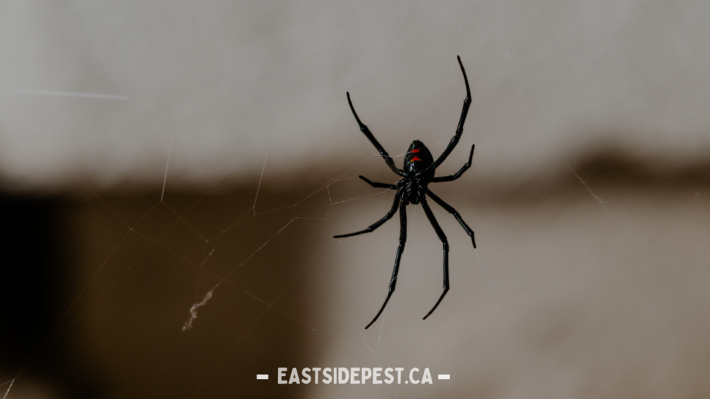 Best Spider Control Services in Vancouver for a Pest-Free Home