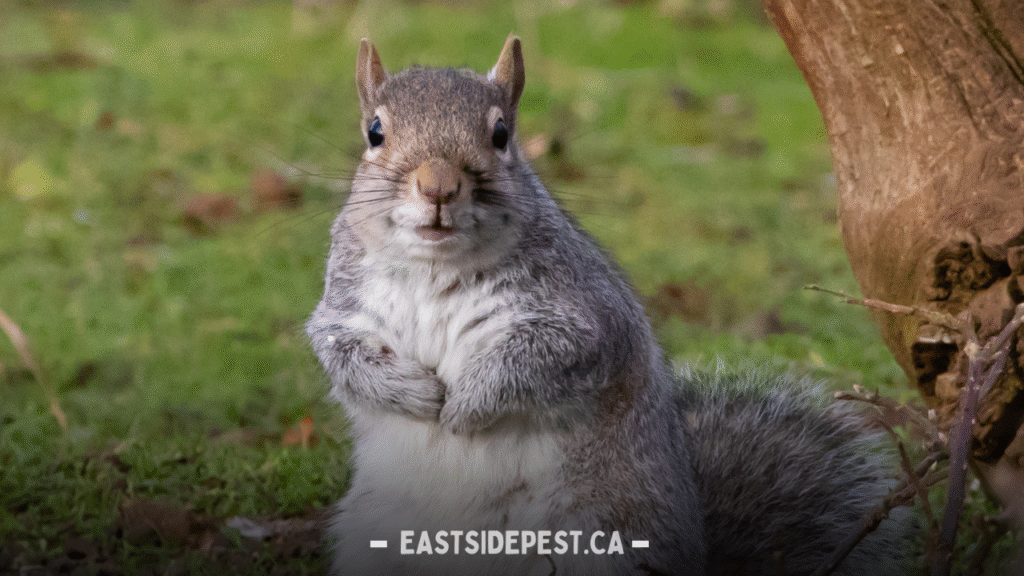 Squirrel