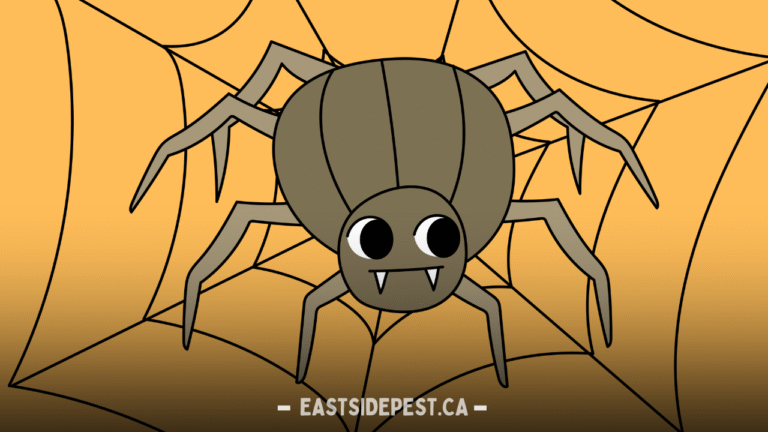 Spider Control in Burnaby: Safe and Effective Solutions