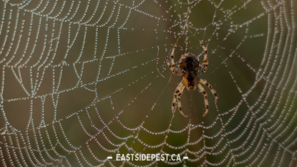 Best Spider Control Services in Vancouver for a Pest-Free Home
