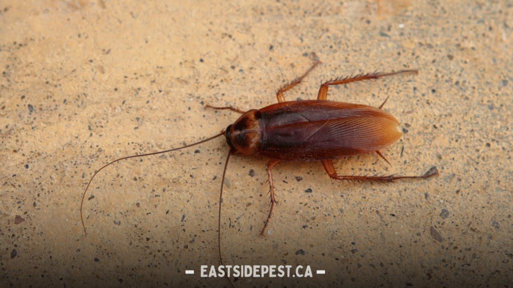 Cockroach