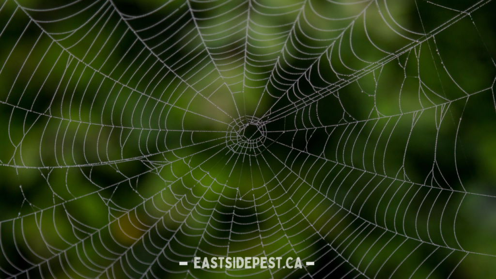 Best Spider Control Services in Vancouver for a Pest-Free Home