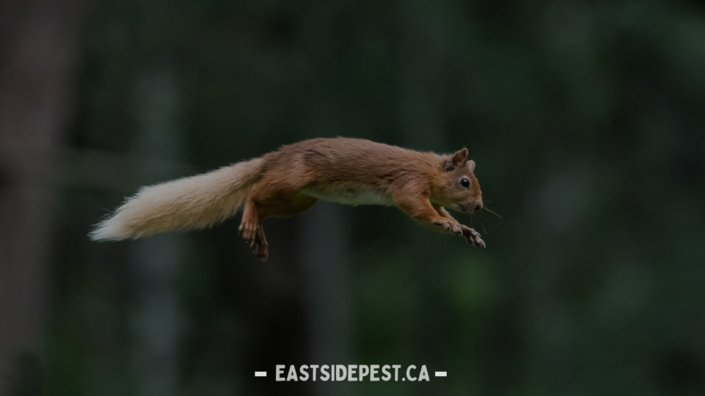 Effective Squirrel Control Services in Vancouver: Comprehensive Solutions