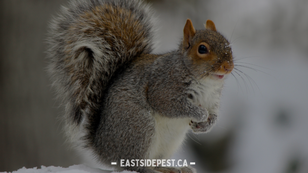 Effective Squirrel Control Services in Vancouver: Comprehensive Solutions