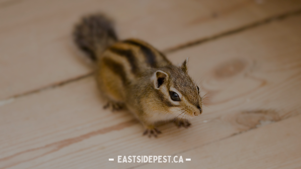 Effective Squirrel Control Services in Vancouver: Comprehensive Solutions