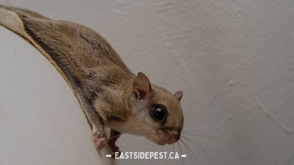 Effective Squirrel Control Services in Vancouver: Comprehensive Solutions
