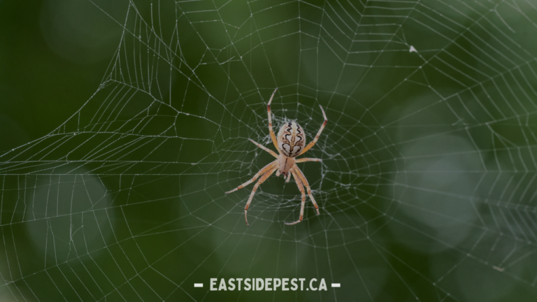 Best Spider Control Services in Vancouver for a Pest-Free Home
