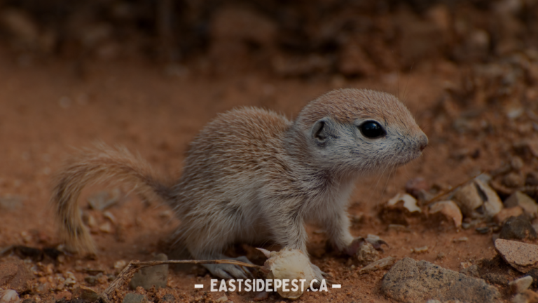 Effective Squirrel Control Services in Vancouver: Comprehensive Solutions