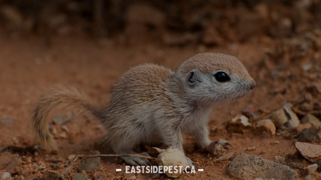 Effective Squirrel Control Services in Vancouver: Comprehensive Solutions