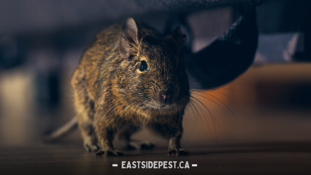 Rodent