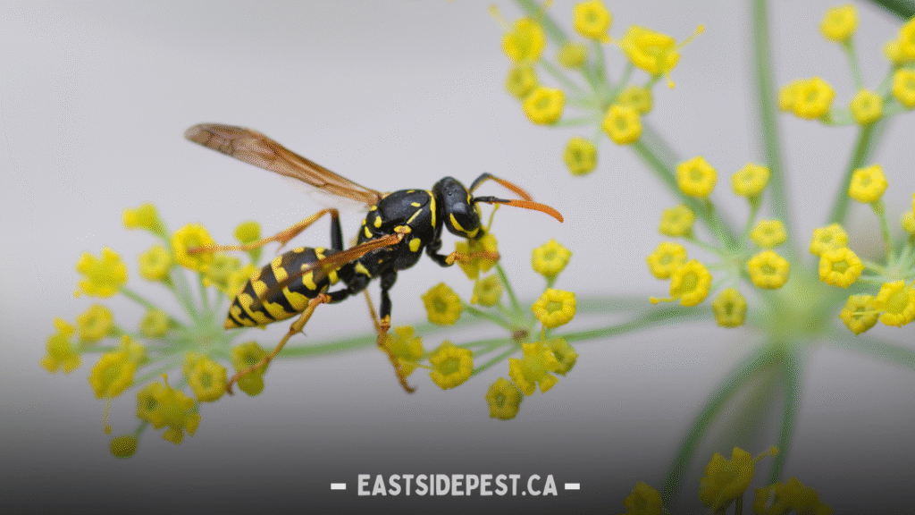 Wasp