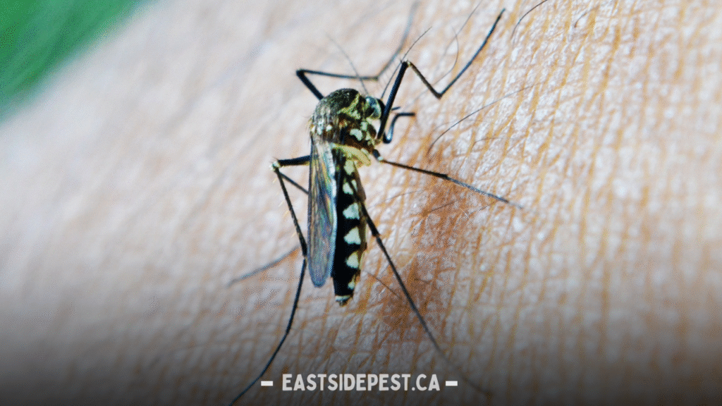 Mosquito