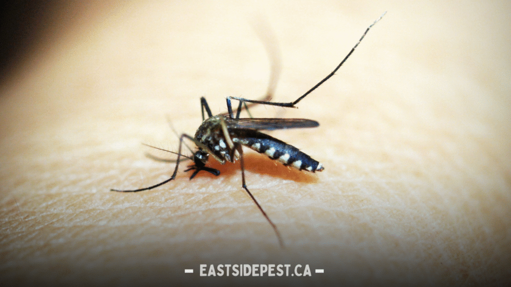 Mosquito