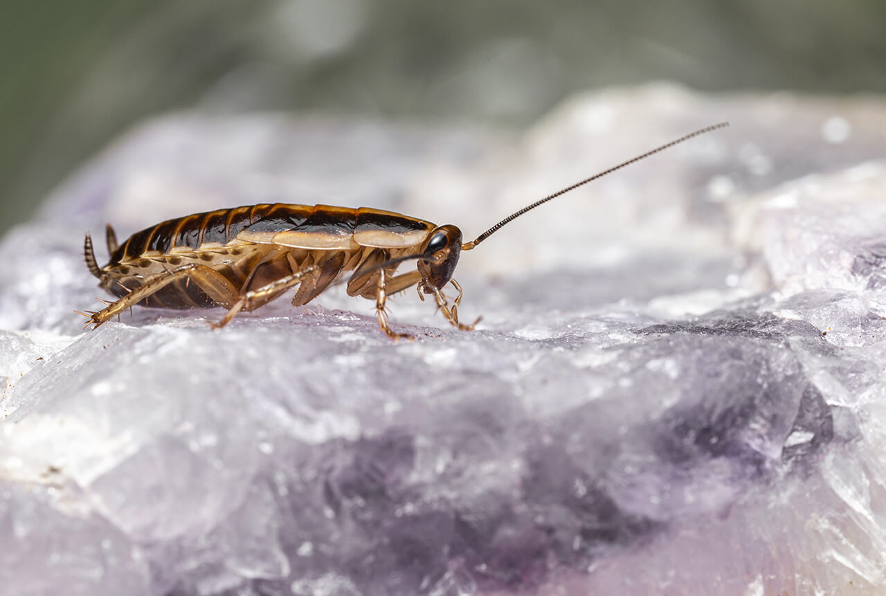 Cockroach Control Vancouver | Eastside Pest Control