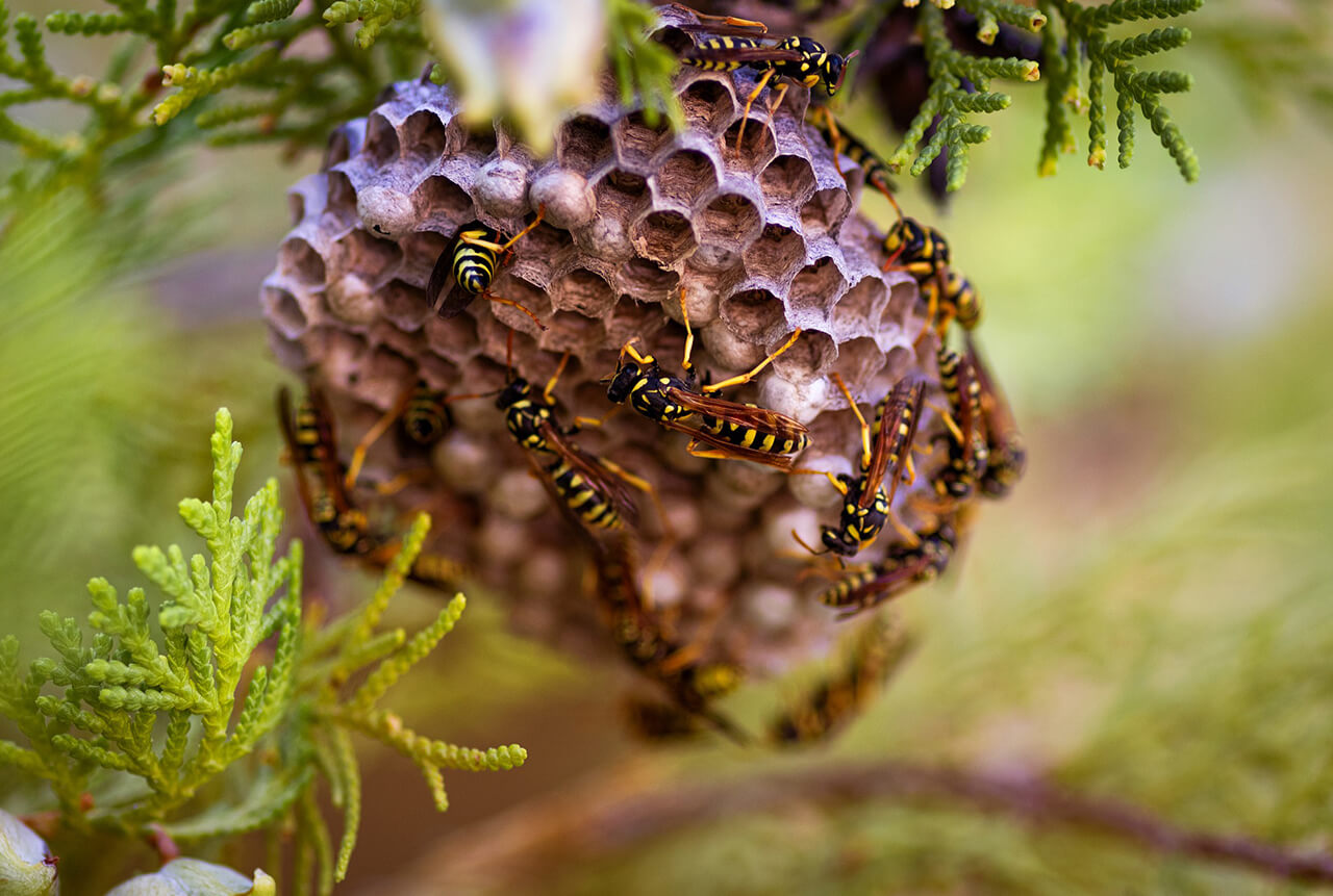 Hornets & Was Nests Control | Eastside Pest Control