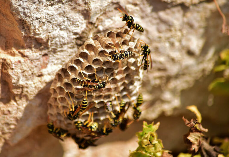 Difference Between Wasps and Bees | Eastside Pest Control