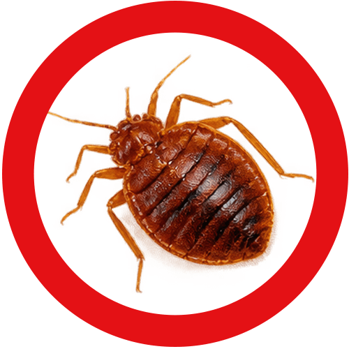 bed-bugs-service-button Bed Bugs Control Vancouver | Eastside Pest Control