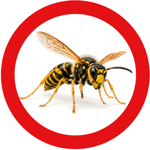 bees-hornets-service-button Hornets & Wasps Nests Removal Vancouver | Eastside Pest Control