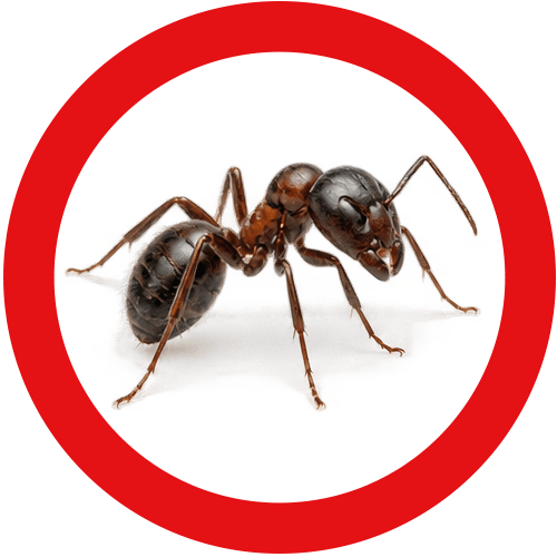 carpenter-ants-service-button Carpenter Ants Control Vancouver | Eastside Pest Exterminators