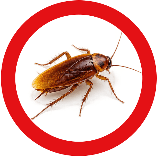 cockroaches-service-button Cockroach Control Vancouver | Eastside Pest Exterminators