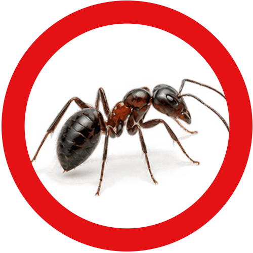 pavement-ants-service-button Pavement Ants Control Vancouver | Eastside Pest Control
