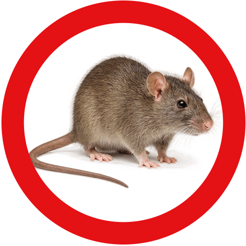 rats-service-button Rats, Mice & Rodent Control Vancouver | Eastside Pest Control