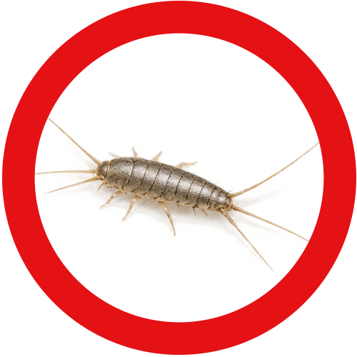 silverfish-service-button Silverfish Control Vancouver | Eastside Pest Exterminators