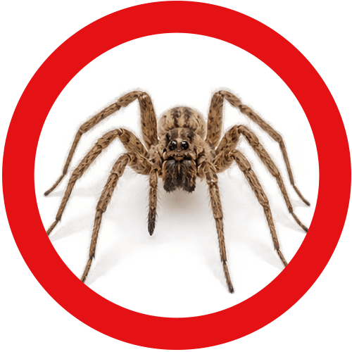 spiders-service-button Spider Control Vancouver | Eastside Pest Exterminators