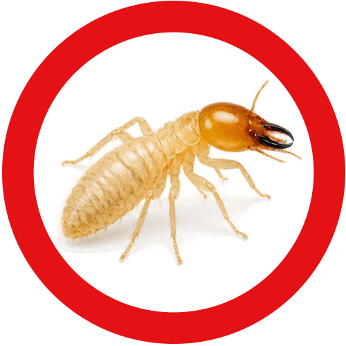 termites-service-button Termite Control Vancouver | Eastside Pest Control